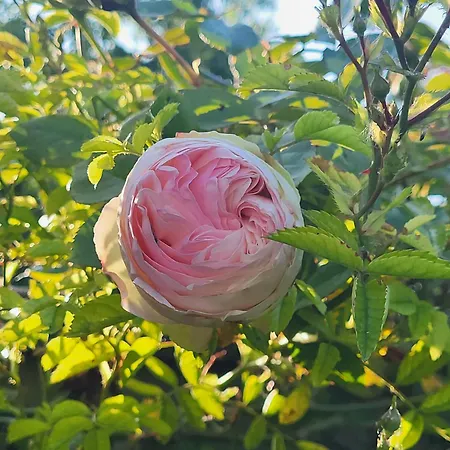 La Massette Ferienhaus